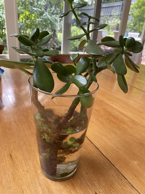 Jade Plant Propagation Ideas in Water