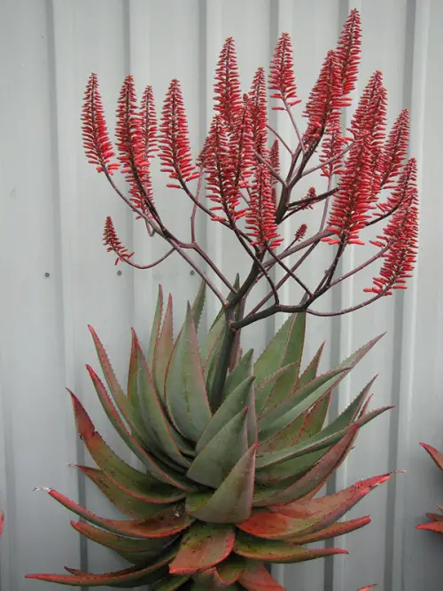 Succulent Plants with Red Flowers