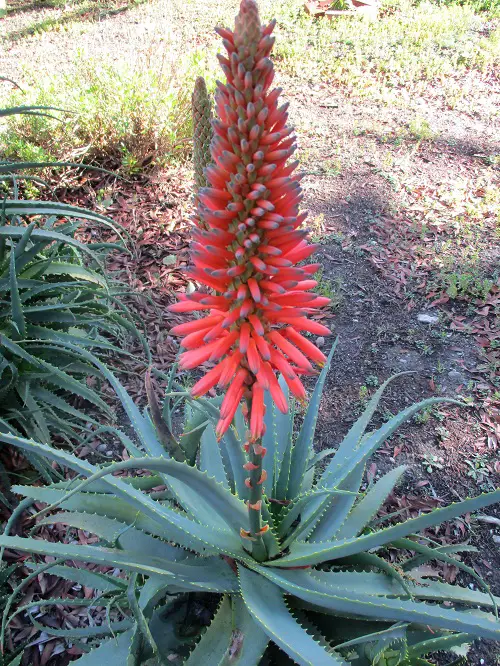 Succulent Plants with Red Flowers