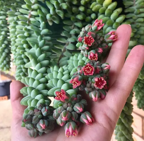 Succulent Plants with Red Flowers