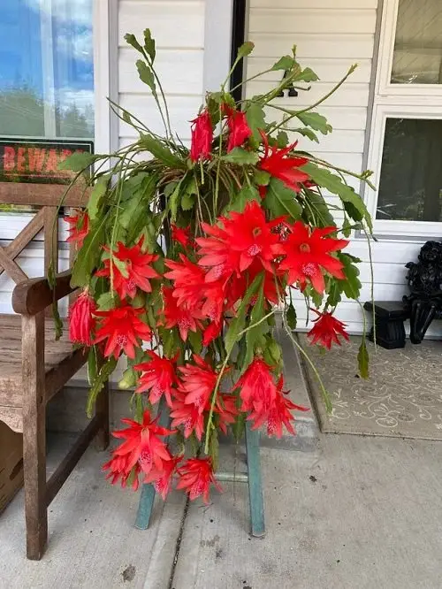 Succulent Plants with Red Flowers