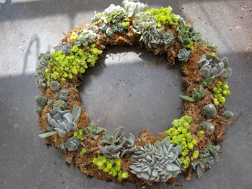 DIY Succulent Wreath 1
