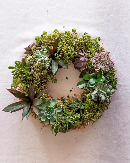 Beautiful Succulent Wreath 2