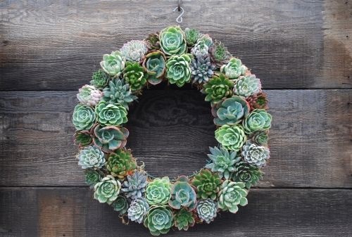 Beautiful Succulent Wreath 4