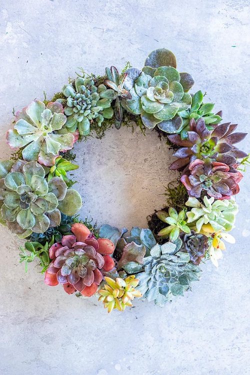 DIY Succulent Wreath 2