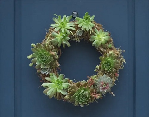 Indoor Succulent Wreath 4