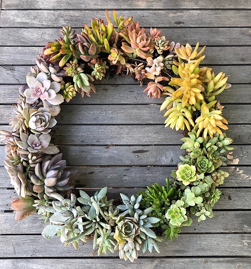 DIY Easy Succulent Wreath 2