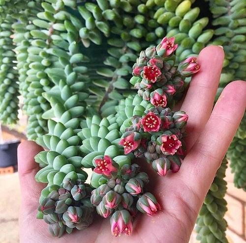 Donkey Tail Flower