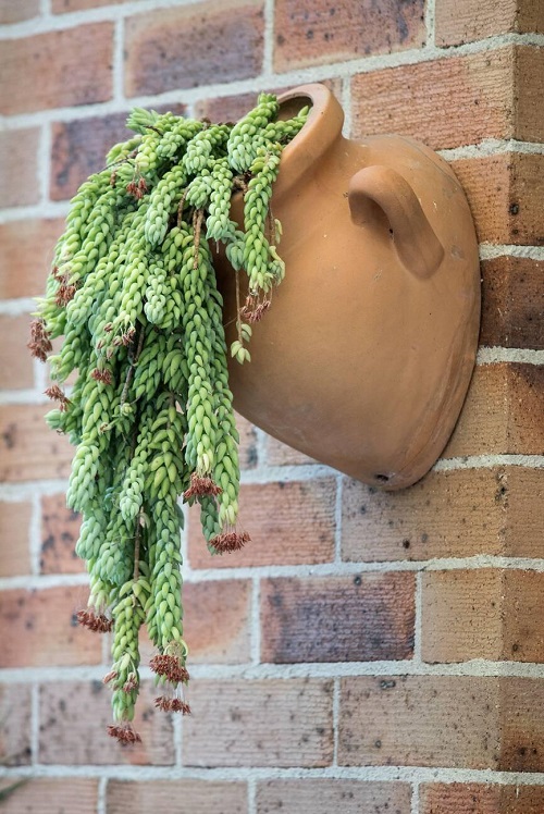 Donkey Tail Flower