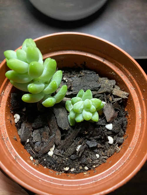 Propagating With Stem Cutting