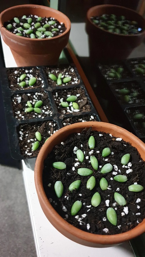 Donkey Tail Succulent Propagation from Leaves