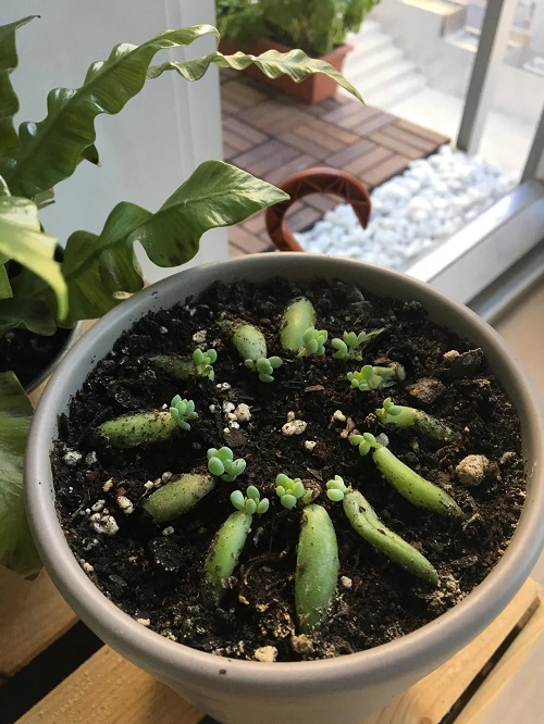 Donkey Tail Succulent Care and Propagation 1