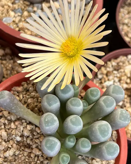 Fenestraria rhopalophylla