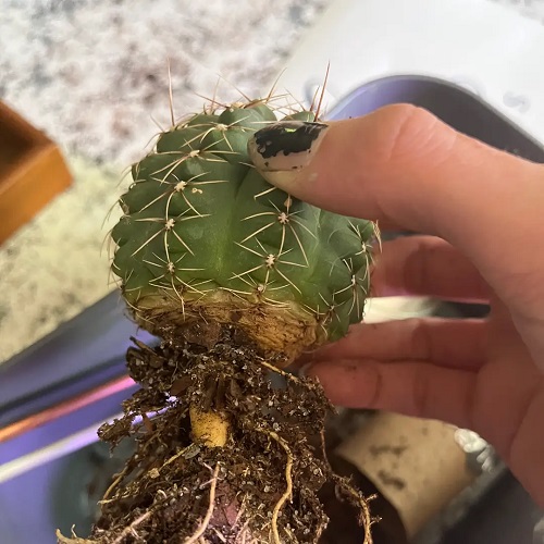 Fixing Overwatered or Rotting Cactus