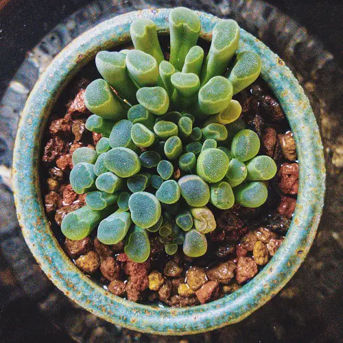 Frithia pulchra in pot