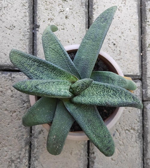 Succulents that Look and Grow Like Air Plants