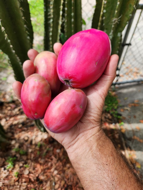 Harvesting Peruvian Apple Cactus