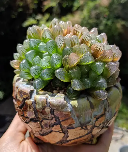 Succulents that Look Like Crystals