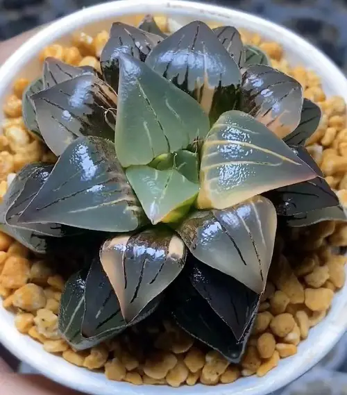 Haworthia magnifica var. atrofusca