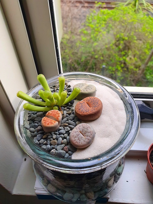 How to Save Rotting Overwatered Lithops?