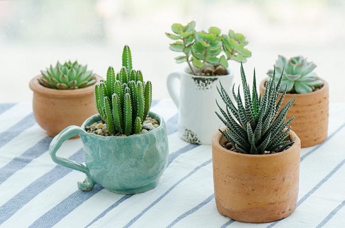 Mini Succulent Pots Centerpiece