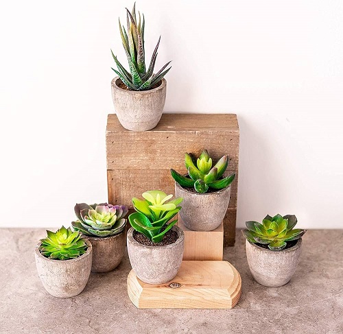 Succulent Pots Display