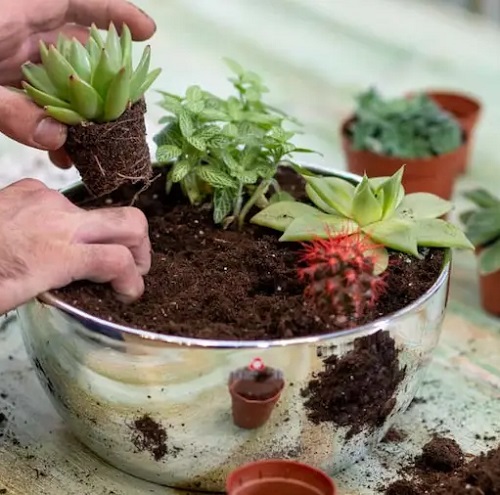 Create an Indoor Succulent Garden