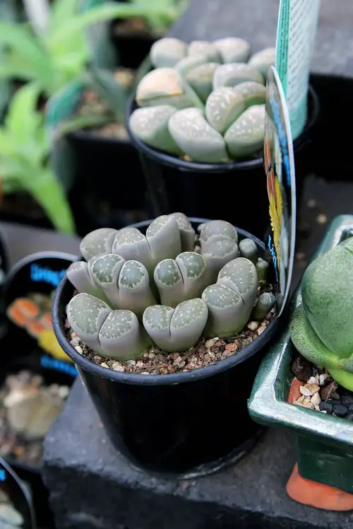 Living Stone Plants in pot