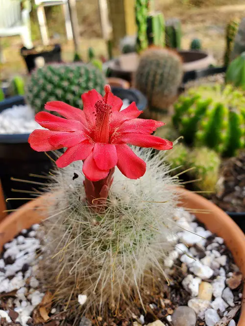 Succulent Plants with Red Flowers