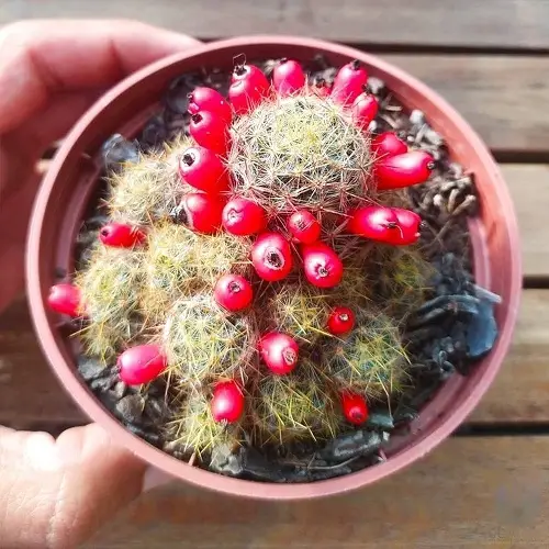 Succulent Plants with Red Flowers