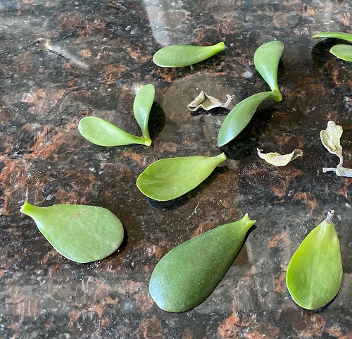 Propagate Jade Plant From Leaf