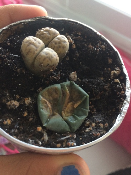 What Does an Overwatered Lithops Look Like?