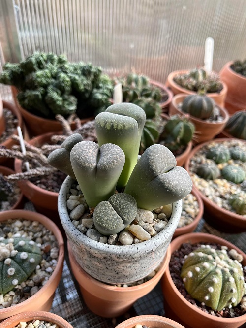 Signs of Overwatered Lithops