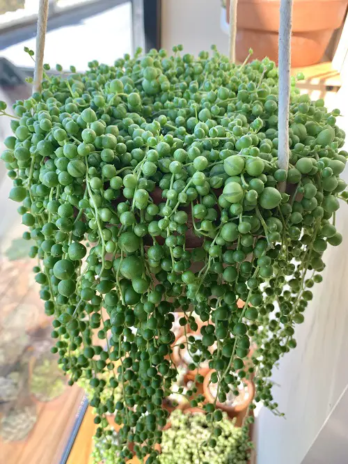 Crystal Clear Succulents That Look Transparent and Rare