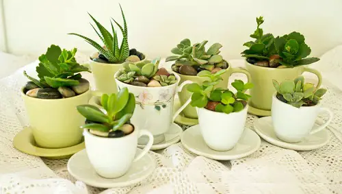 Succulents in Teacup 5