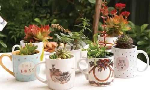 Succulents in Teacup 6