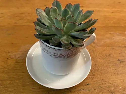 Succulents in Teacup 7