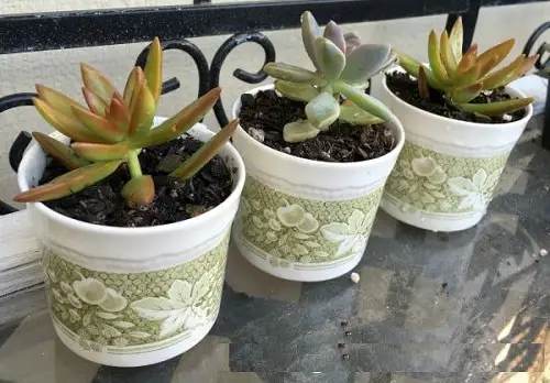 Succulents in Coffee Mugs 2