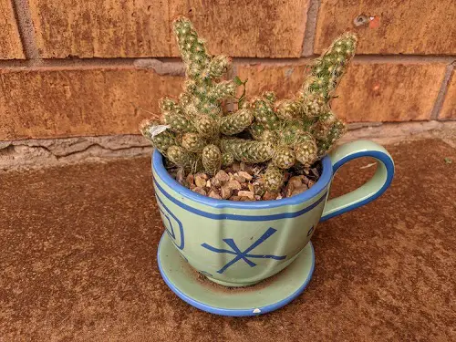 Succulents in Coffee Mugs 3