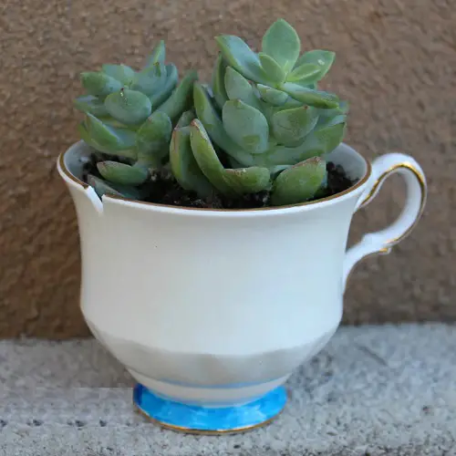 Succulents in Coffee Mugs 7