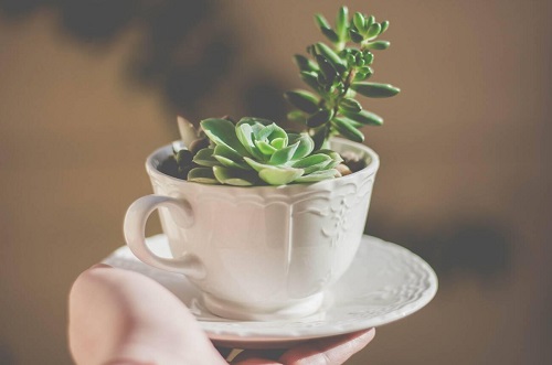 Outdoor Succulents Teacup 3