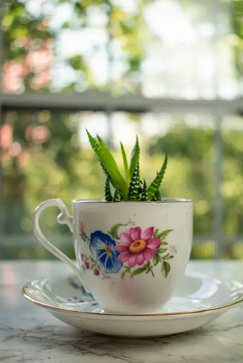 Outdoor Succulents Teacup 2