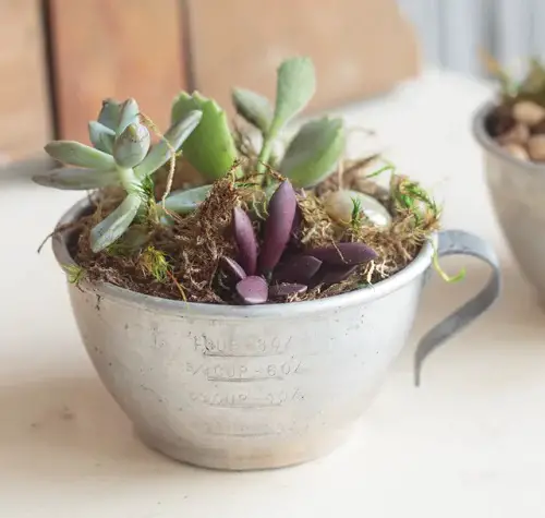 Outdoor Succulents Teacup 5