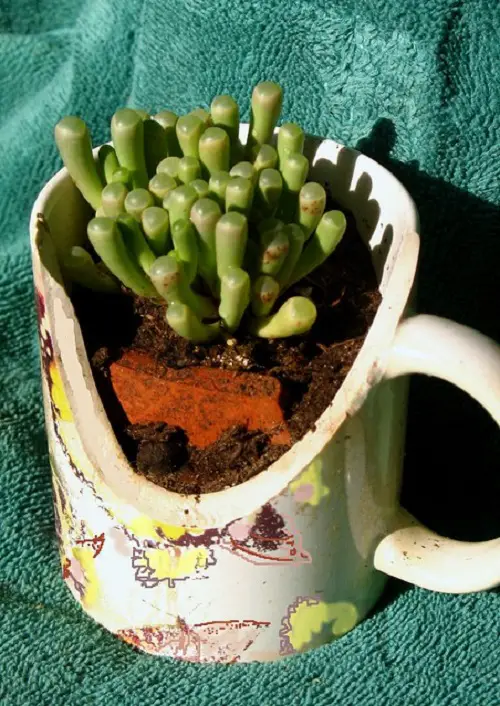 Beautiful  Succulents Teacup 1