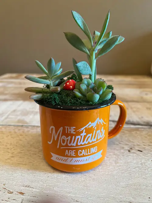 Outdoor Succulents Teacup 4