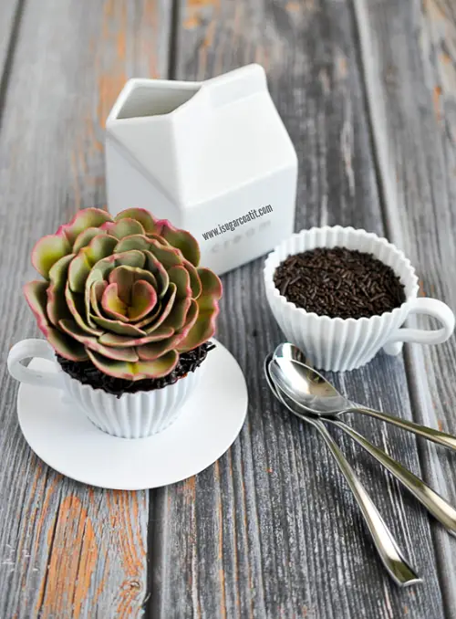 Outdoor Succulents Teacup 5