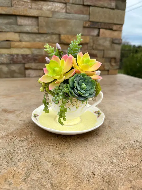 Outdoor Succulents Teacup 7