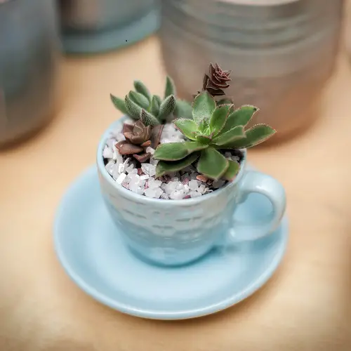 Indoor Succulents 5