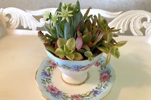 Succulents in Teacup 1