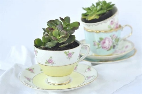 Succulents in Teacup 2